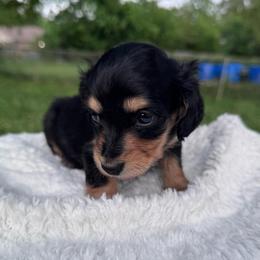 Zev (2,250) - Piebald female Dachshund puppy in Burleson, Texas from Sarah’s Dachshies