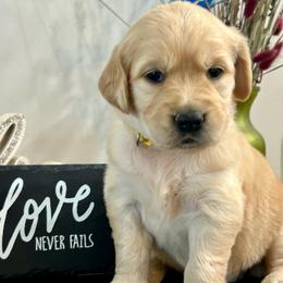 Chloe - Light golden female Golden Retriever puppy in Doniphan, Missouri from Stockford’s Golden Retrievers