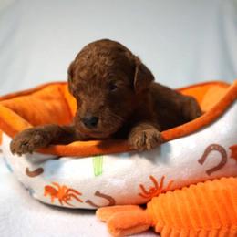 Girl 4 - Red  female Poodle puppy in Mc Henry, Illinois from Sunset Maple Poodles