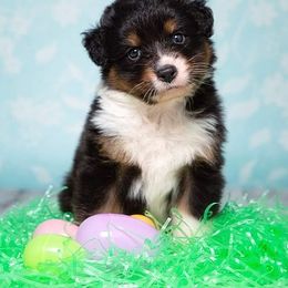 Australian Shepherd Puppies from Veritas Australian Shepherds