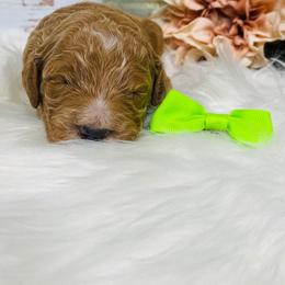 Dallas.  AKC.  Clear - Red  male Poodle puppy in Nixa, Missouri from Family Poodles