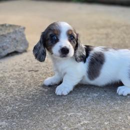 Girl 2 - female Dachshund puppy in Elma, Iowa from Iowa Dachshunds