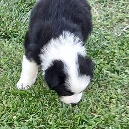 Olaf - Silver - Boy - Black tri-color male Australian Shepherd puppy in Charlotte, North Carolina from Tranquility Trail Aussies