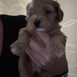 Independence Girl (light pink) - Brown female Cavapoo puppy in Modesto, California from Molly n Friends