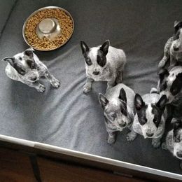 Australian Cattle Dog Puppies from Piney River Cattle Dogs