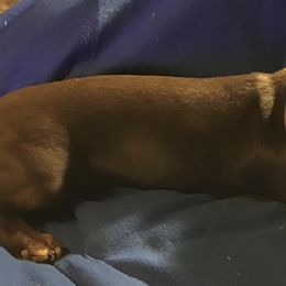 Dachshund Puppies from Linda Parcell