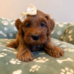 Chai - Red female Australian Labradoodle puppy in Summerfield, North Carolina from Four Oaks Labradoodles