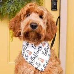 Delaney - Goldendoodle