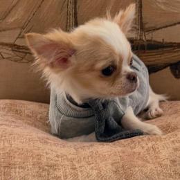 Tiny, ANgelino, 7500 - Cream male Chihuahua puppy in Burleson, Texas from Tiny Diiamond Chihuahua Boutique