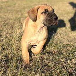 Daphne - Fawn female Great Dane puppy in Scottsburg, Virginia from Virginia Great Danes