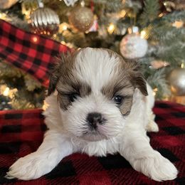 Shih Tzus from Sarver Family Farm Shih tzus of NC