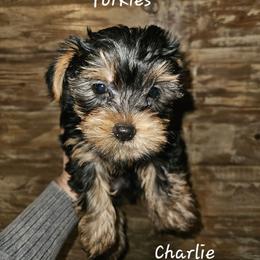 Charlie - Black and tan male Yorkshire Terrier puppy in West Plains, Missouri from Brinkley Yorkies