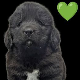Black female 2 - Black female Newfoundland puppy in Burfordville, Missouri from Umfleet Farms