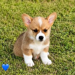 Blue Collar Boy - Red male Pembroke Welsh Corgi puppy in Yulee, Florida from Pembroke Welsh Corgis at Belle Haven