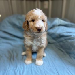 Livvy Lou - Red female Bernedoodle puppy in Hackleburg, Alabama from The Doodle Patch