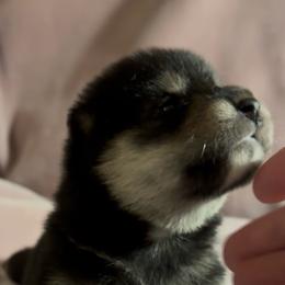 Rassii (meaning, Lassie) - Black and tan female Shiba Inu puppy in Derby, Kansas from Heart’s Desire Shiba Inus
