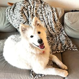 Gracie - Samoyed