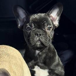 Kong - Black male French Bulldog puppy in Waitts Lake, Washington from Best Friend standard Frenchies