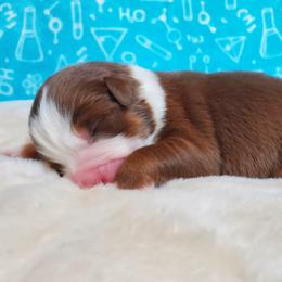 Dean - Red tri-color male Australian Shepherd puppy in Olympia, Washington from Echelon Australian Shepherds