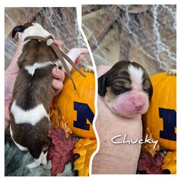 Chucky - Liver white and tan male English Springer Spaniel puppy in Freeland, Michigan from McNally's Springer Spaniels