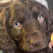Boykin Spaniels from Drakes Creek Boykins LLC