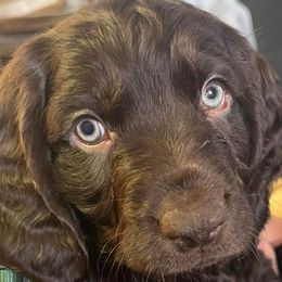 Boykin Spaniels from Drakes Creek Boykins LLC