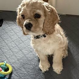 Boy 1 - Buff male Cocker Spaniel puppy in Whittier, California from Inspirational Treasures