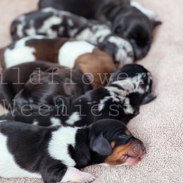 Dachshund Puppies from Wildflower Weenies