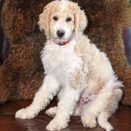 Sky - Parti male Goldendoodle puppy in Idaho Falls, Idaho from High Quality Goldendoodles