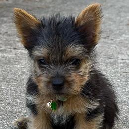 Reggie - Black and tan male Norwich Terrier puppy in Groesbeck, Texas from Ranch 4M