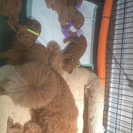 Ginger - Poodle