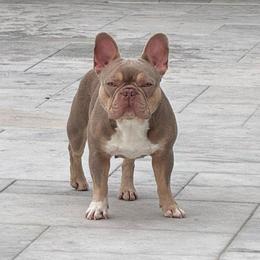 Miami - French Bulldog