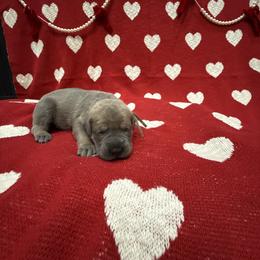 Prancer - Gray and fawn female Cane Corso puppy in Utah from 3Lake Kennelz