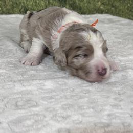 Aphrodite - female Australian Mountain Doodle puppy in Lincoln, Nebraska from GRand Doodles