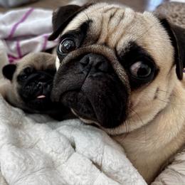 Pug puppies from Little Pugs on the Prairie