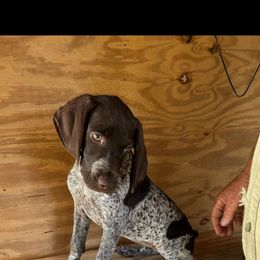 Female 2 - Liver roan female German Shorthaired Pointer puppy in Kathleen, Florida from Alex Yates GSP's
