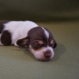 Boy 3 - Piebald male Dachshund puppy in Quemado, New Mexico from TNT Dachshunds