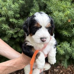 Steve - Tri-color male Bernedoodle puppy in Las Vegas, Nevada from Perfect Bernedoodles