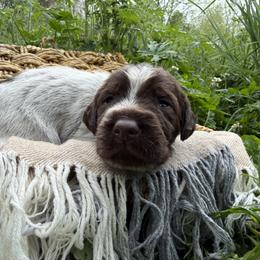 Wirehaired Pointing Griffon Puppies from Idleista Grand Chasseur