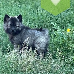 Keeshond Puppies from Kozy Keeshonden