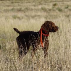 Pudelpointer puppies from Simply Southern Retrievers, LLC