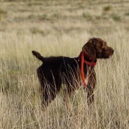 Pudelpointer puppies from Simply Southern Retrievers, LLC