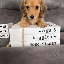 Penny - Red female Dachshund puppy in Stuart, Iowa from Johnson Family Corgis and more