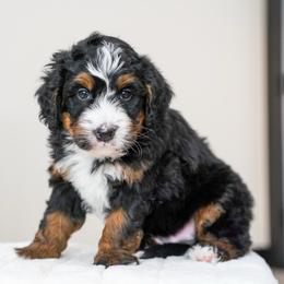 Ketch - Tri-color male Bernedoodle puppy in Dundee, Ohio from Down Home Doodle