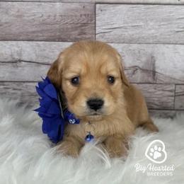Girl 1 - female Goldendoodle puppy in Utah County, Utah from Big Hearted Breeders