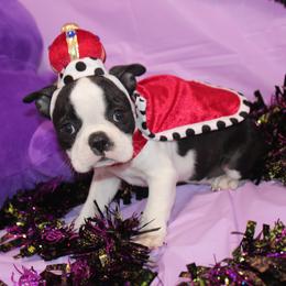 Lumi Your Sweet, Laid-Back Little Cuddle Bug - Black brindle and white female Boston Terrier puppy in Brooksville, Florida from I Love Pups