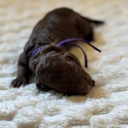 Feta - Chocolate female Goldendoodle puppy in Snohomish, Washington from Doodles of Snohomish