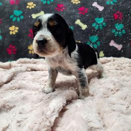 Frosty - Black white and tan male English Springer Spaniel puppy in Westover, Maryland from Sterling's springer Haven