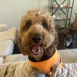 Fitzgerald - Australian Labradoodle