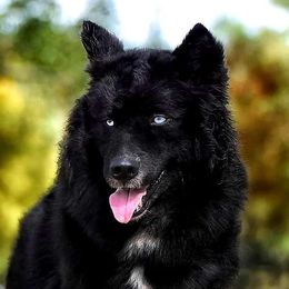 Eko - Siberian Husky